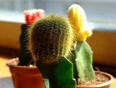 室內(nèi)擺放植物越多越好？